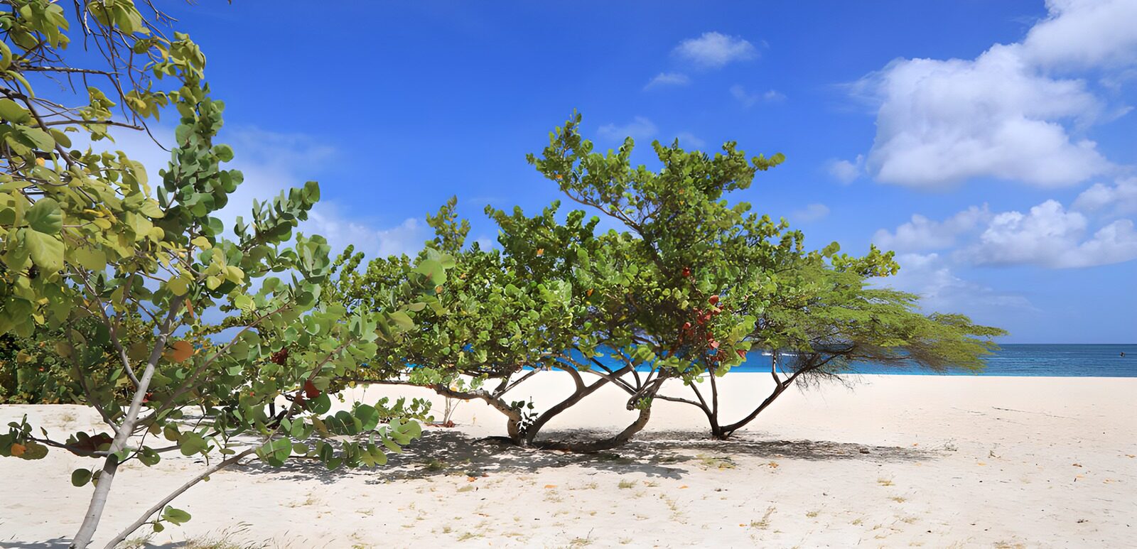 CW5683206: Tropisch strand met bomen