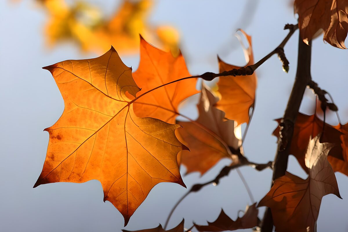 Herfstbladeren in warme kleuren