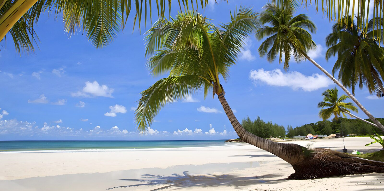 CW3037295: Tropisch strand met palmbomen