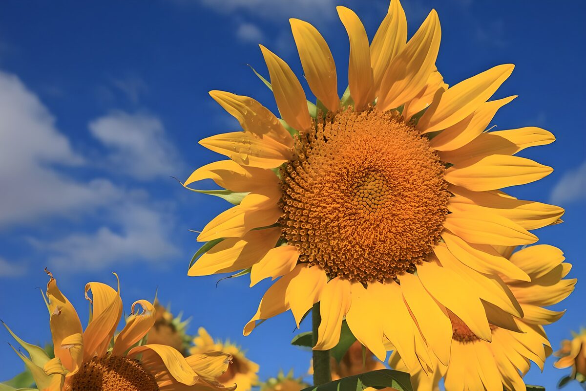 Stralende Zonnebloem Onder Blauwe Lucht