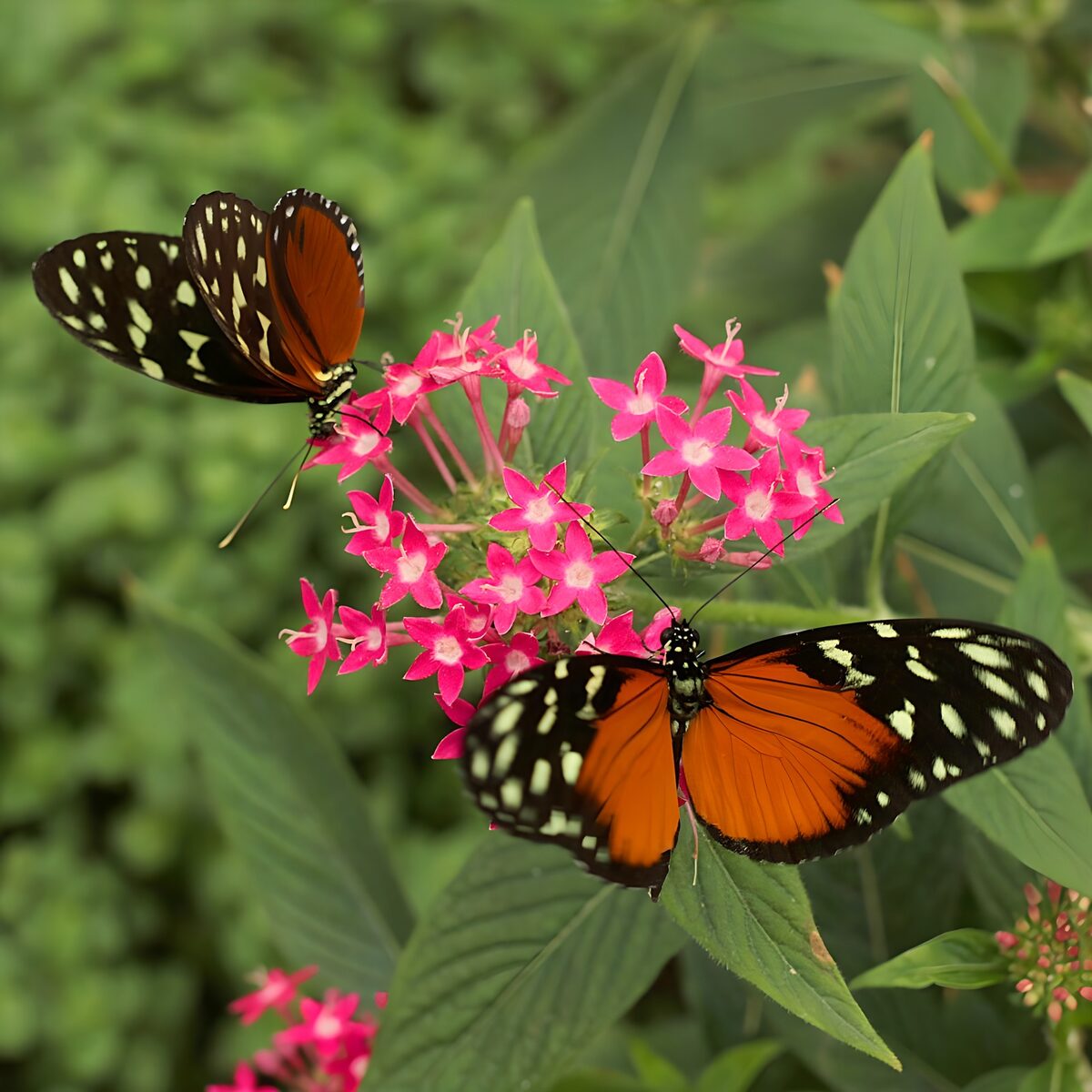Kleurrijke vlinders op een bloeiende plant