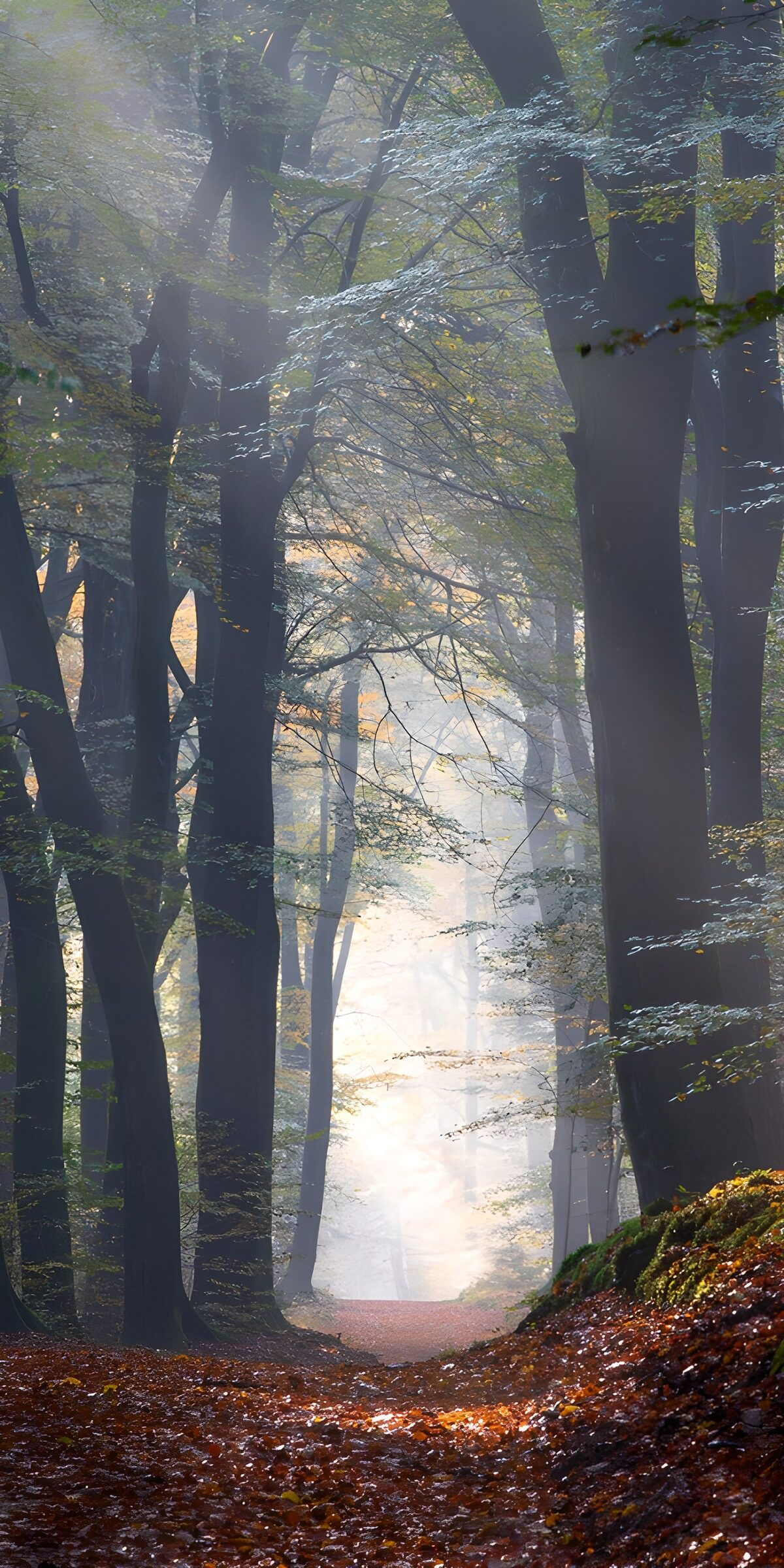CW8866114: Mystieke bossen in herfstlicht