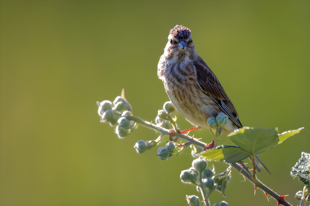 Zangvogel op tak met bessen