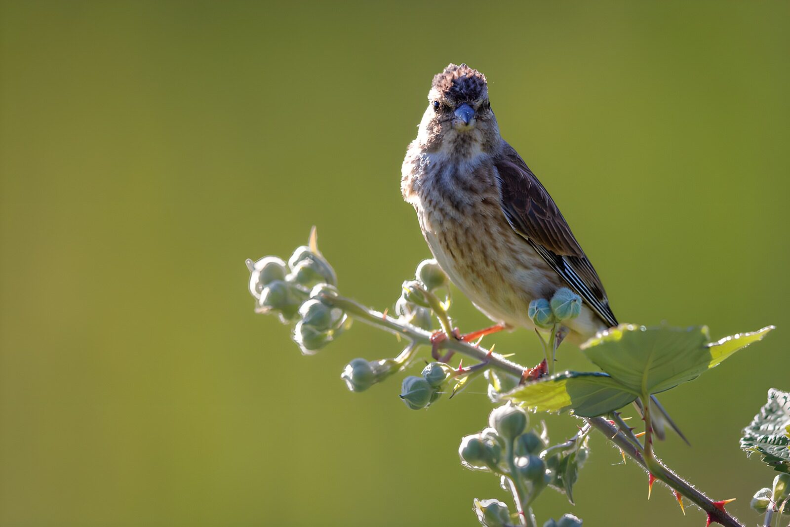 CW8082341: Zangvogel op tak met bessen