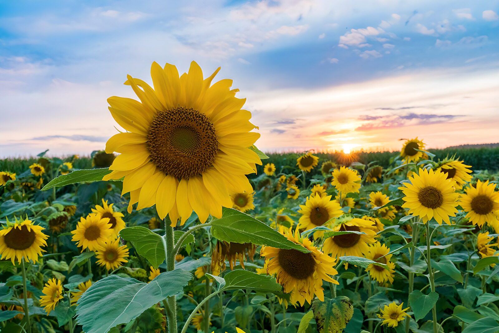 CW8914135: Zonnebloemen bij zonsondergang