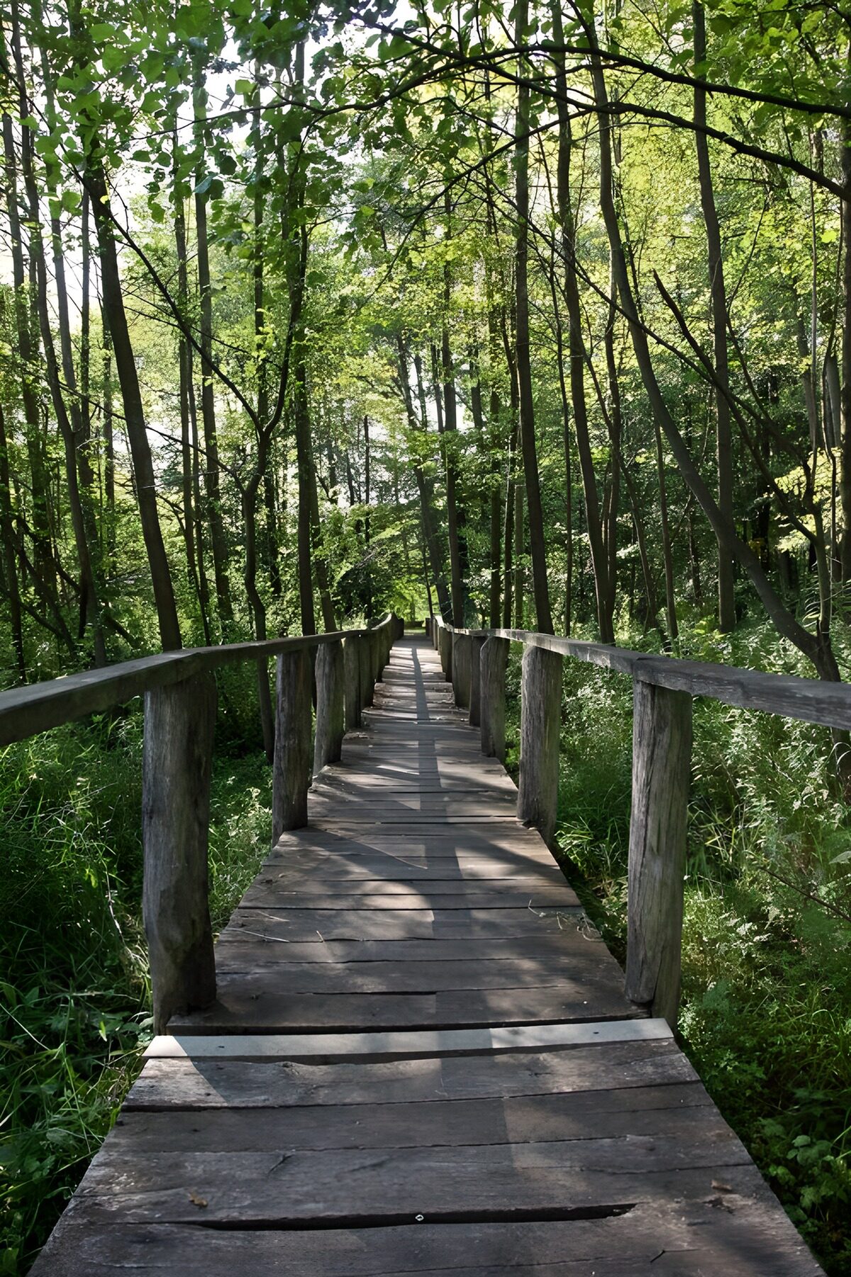 Houten pad door het groene bos