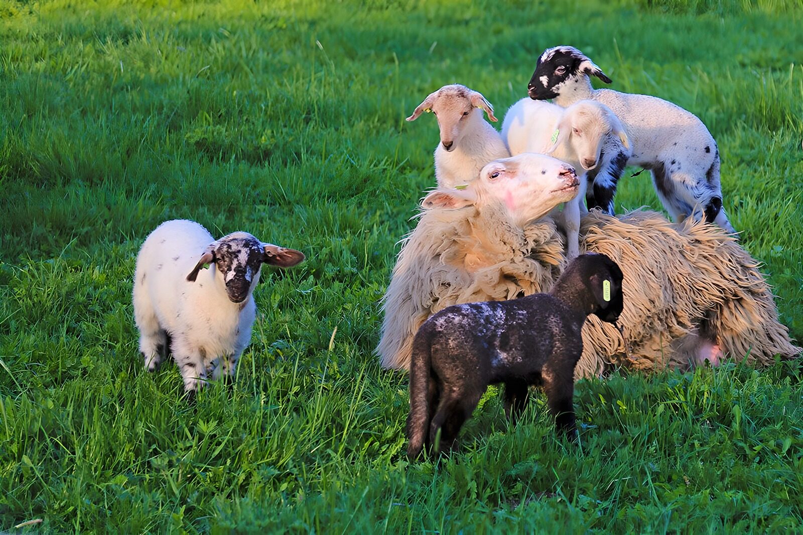 CW4215050: Schapen en lammetjes op het gras