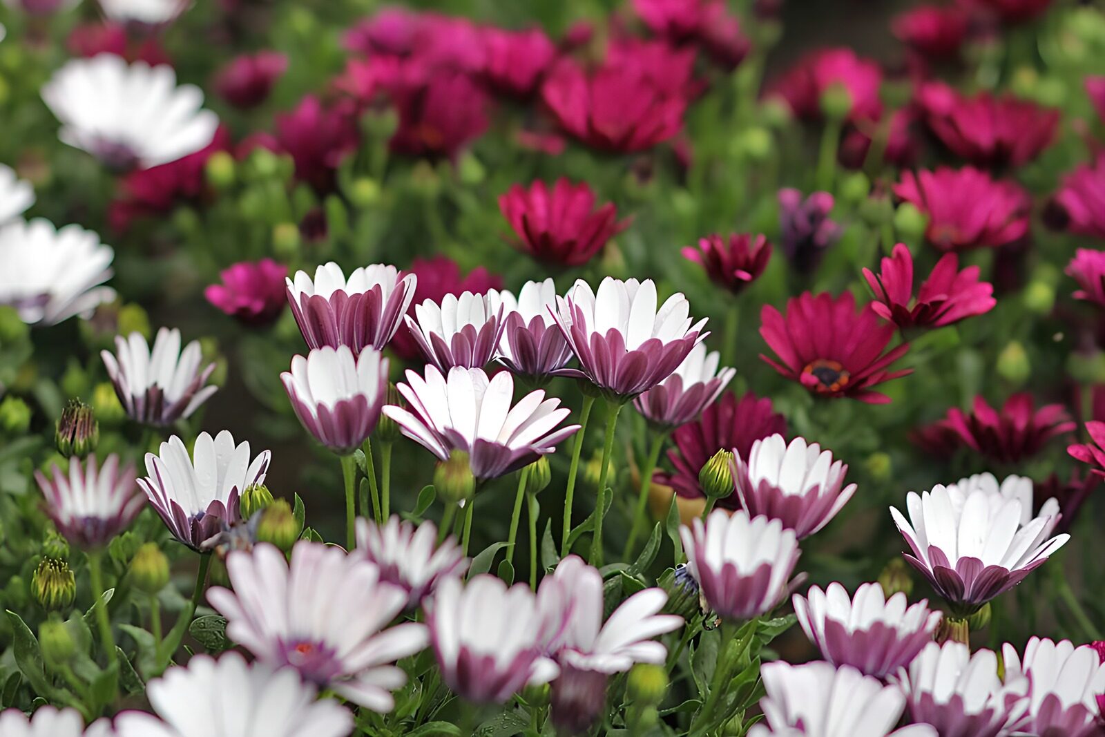 CW6687236: Kleurrijke bloemenpracht in de natuur