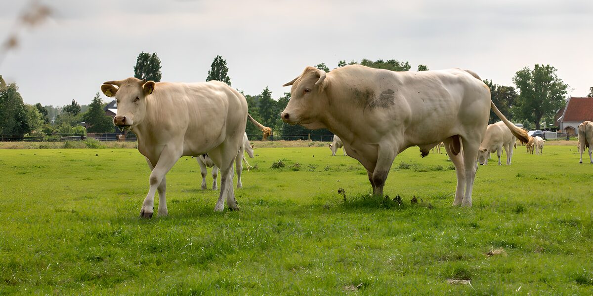 Twee witte koeien op een groene weide