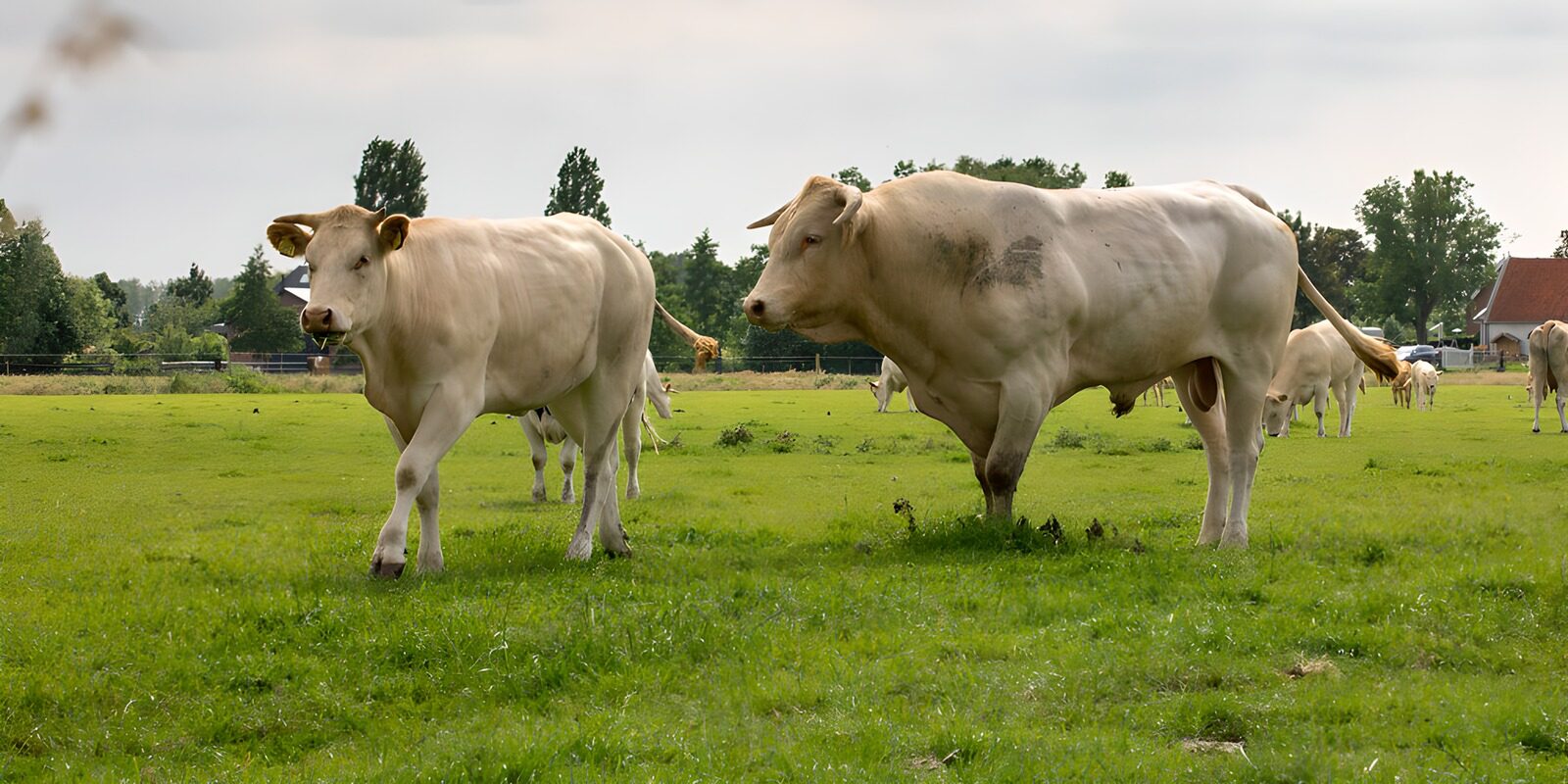 CW8415825: Twee witte koeien op een groene weide