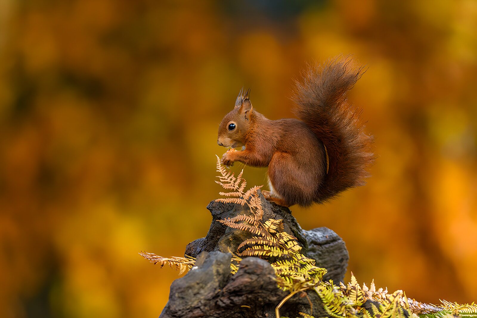 CW5619604: Schattig eekhoorntje in de herfst