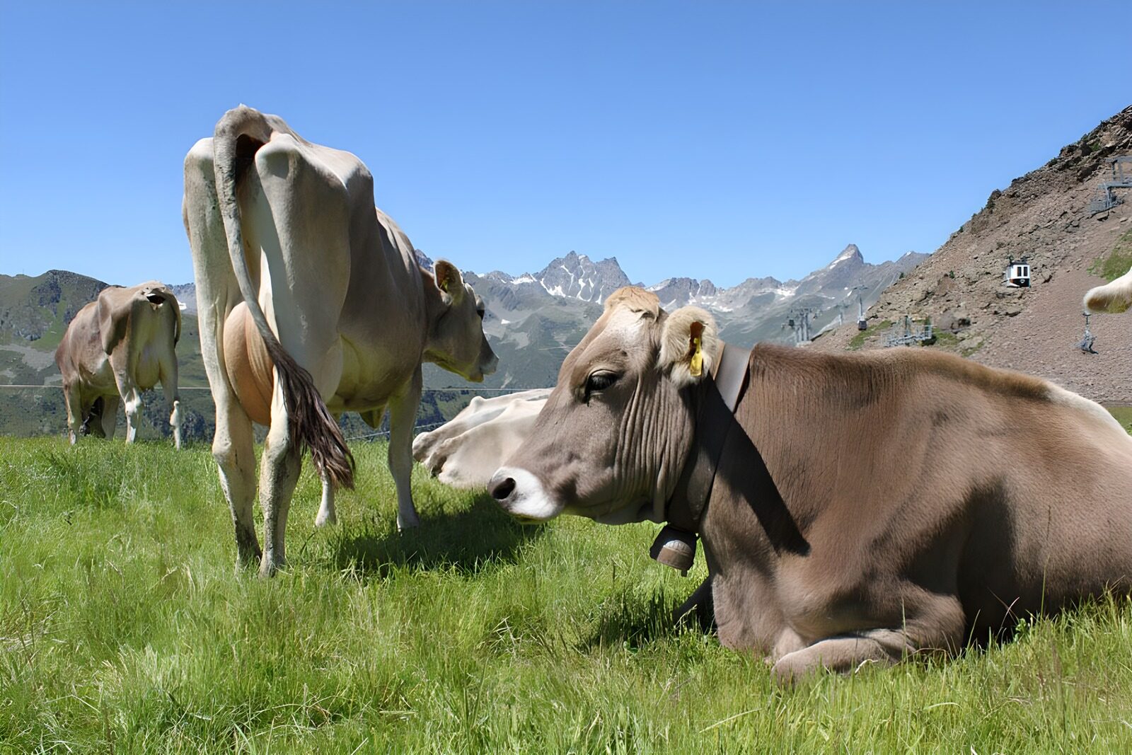 CW4947943: Zomerse koeien op bergweide