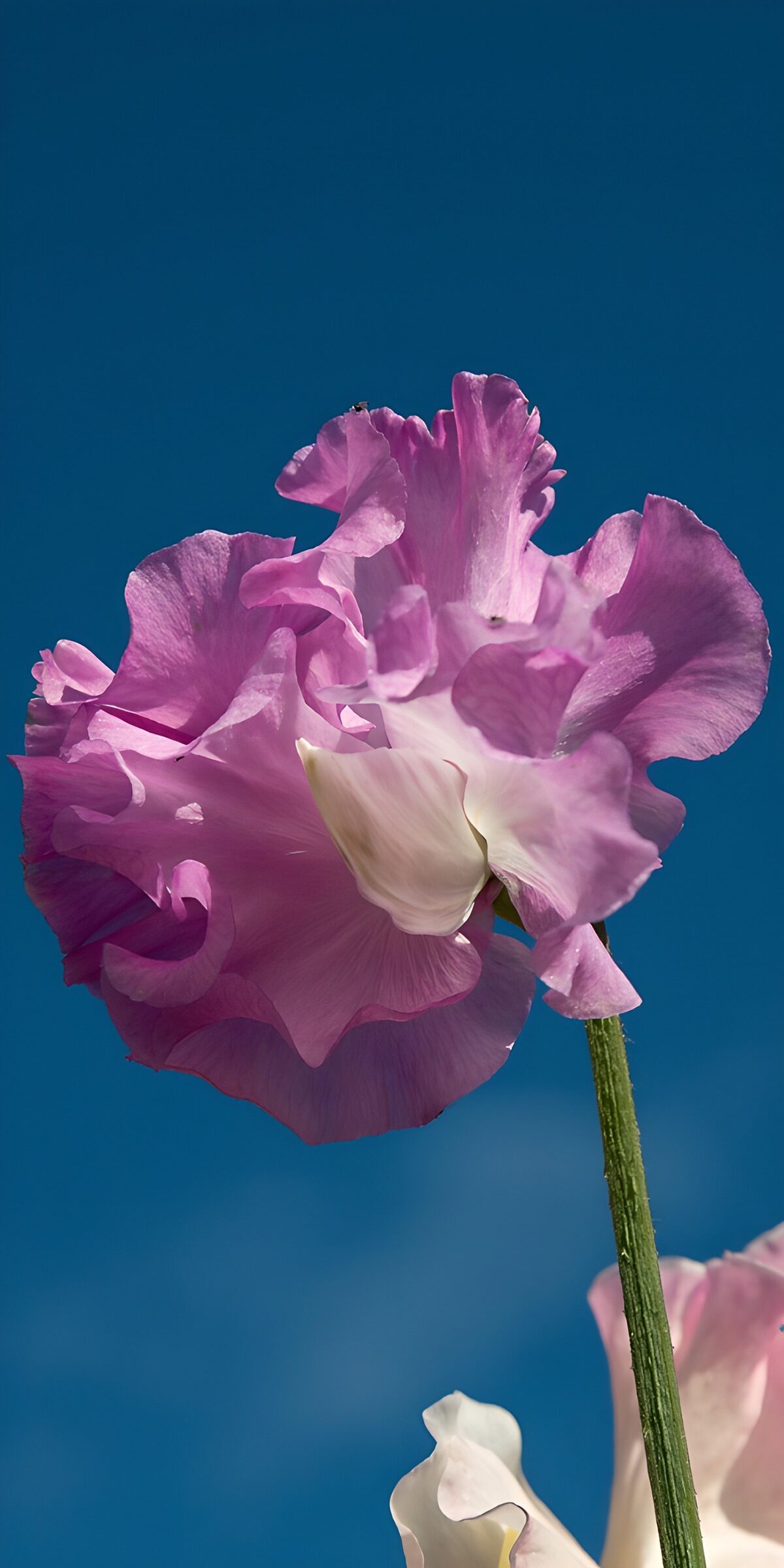 CW2865602: Prachtige roze bloem tegen de lucht