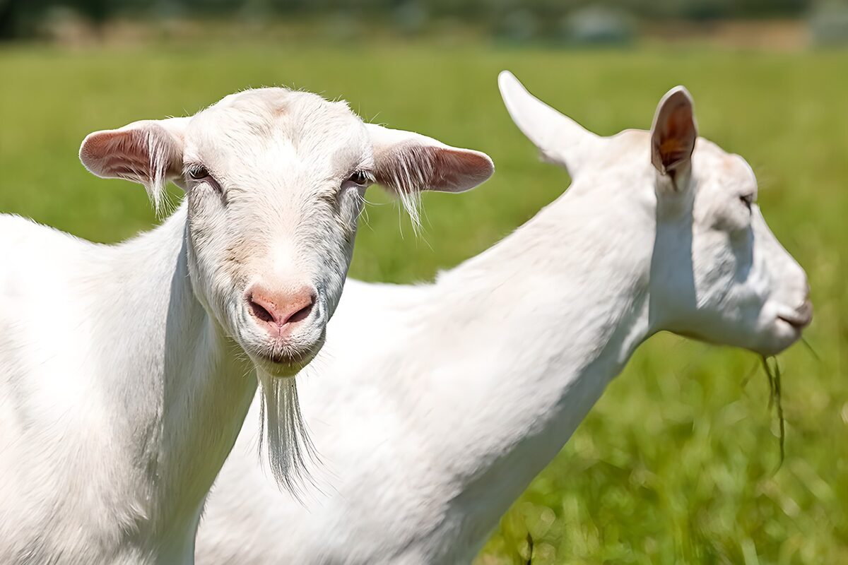 Twee witte geiten in een weiland