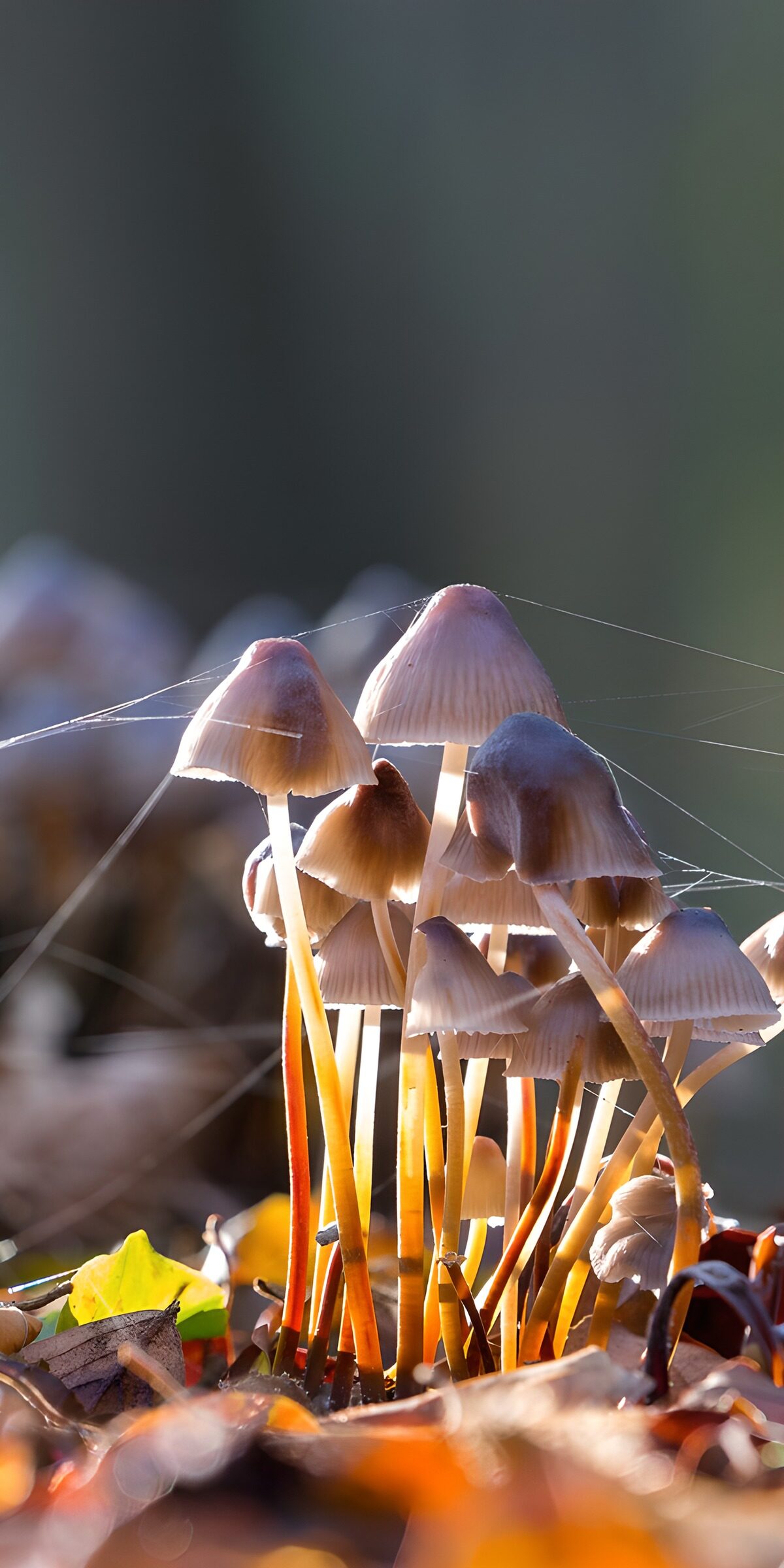 CW6649694: Paddenstoelen in het ochtendlicht