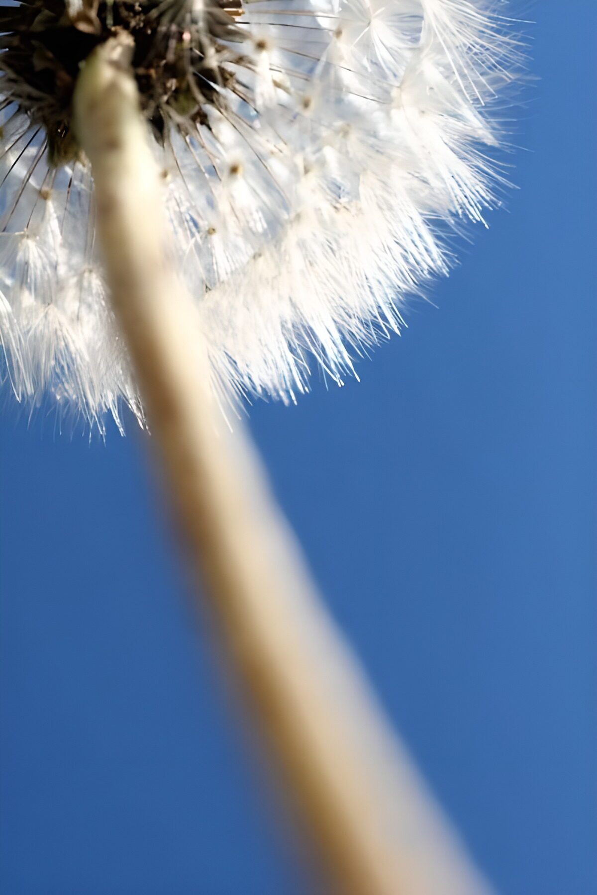 CW9585287: Pioenzaad tegen de lucht