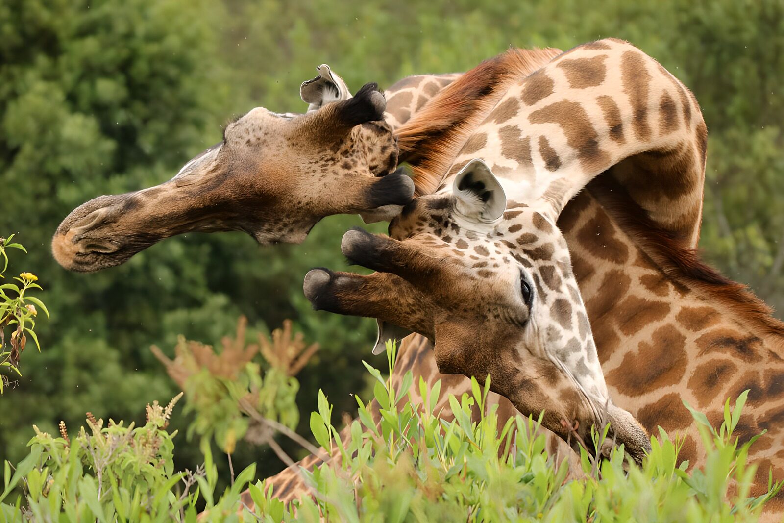 CW3929682: Vechtende giraffen in de natuur
