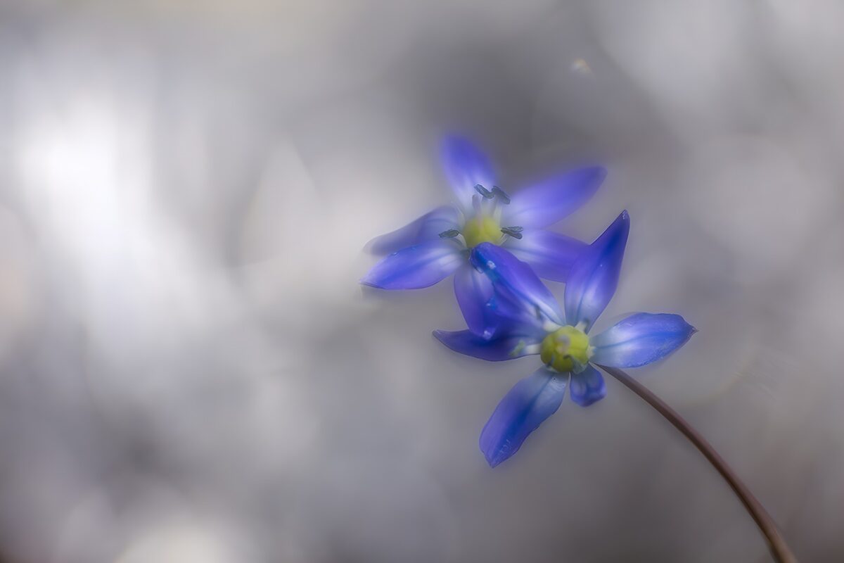 Prachtige blauwe bloemen in zachte belichting