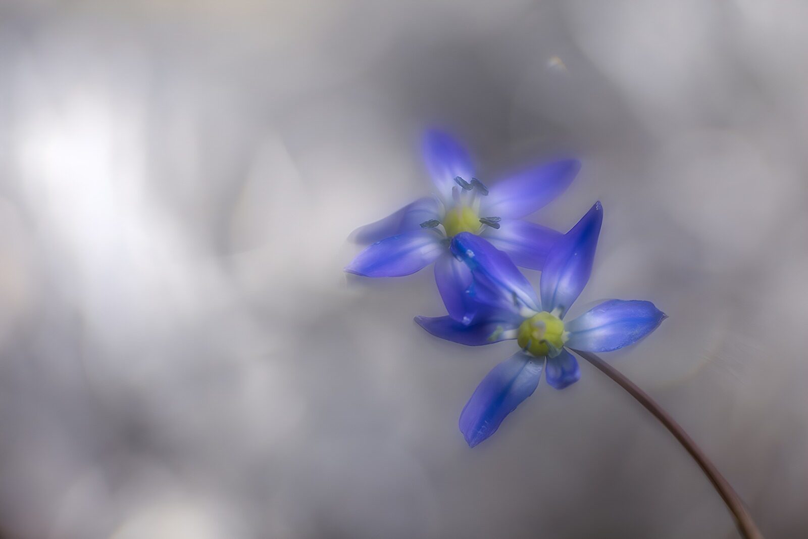 CW5409281: Prachtige blauwe bloemen in zachte belichting