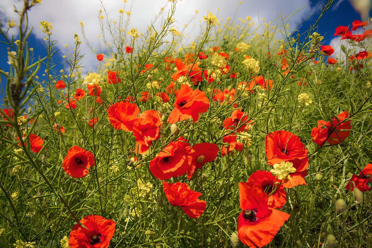 Poppvelden onder de blauwe lucht
