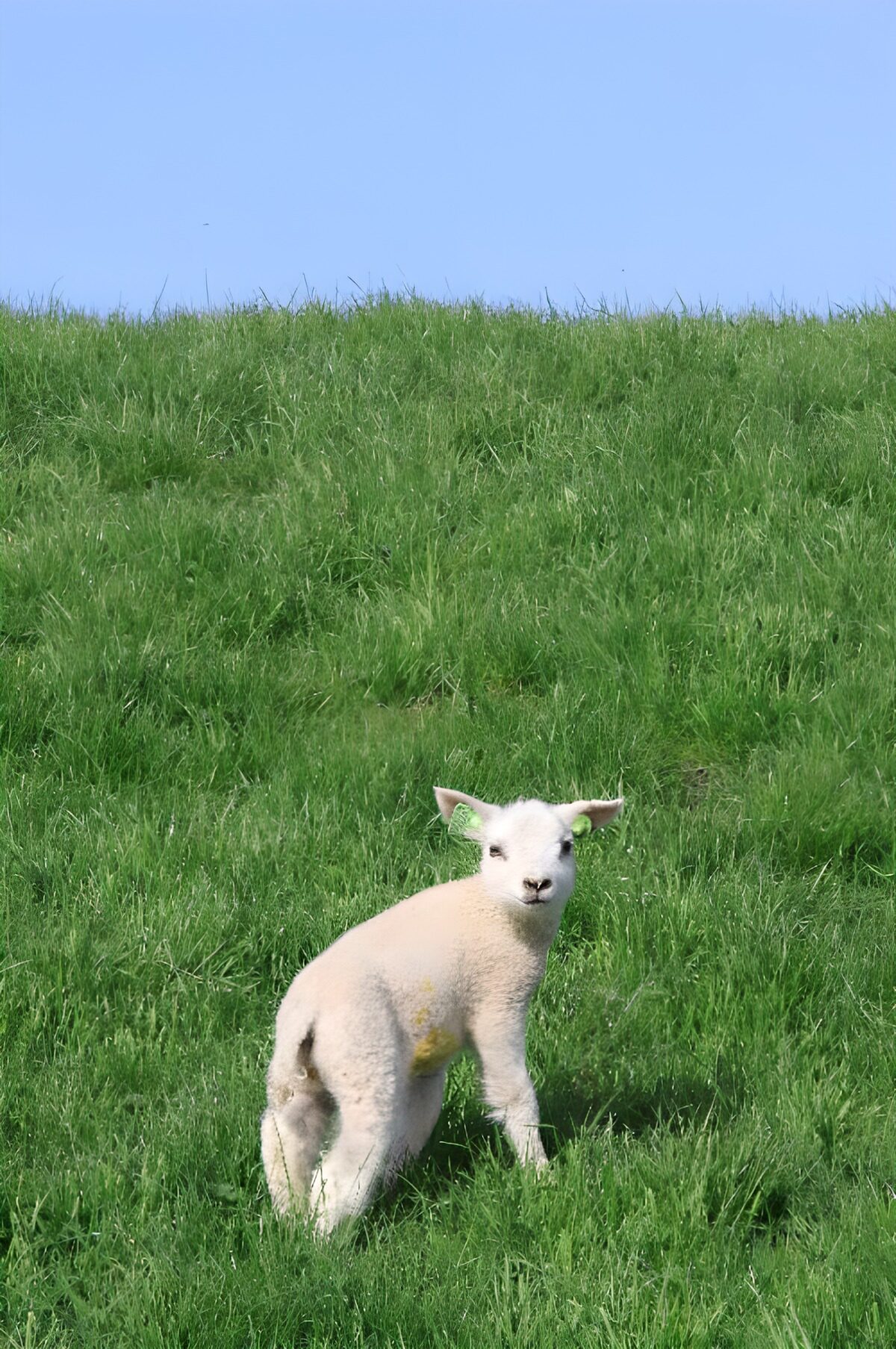 Schattig lammetje op groene weide