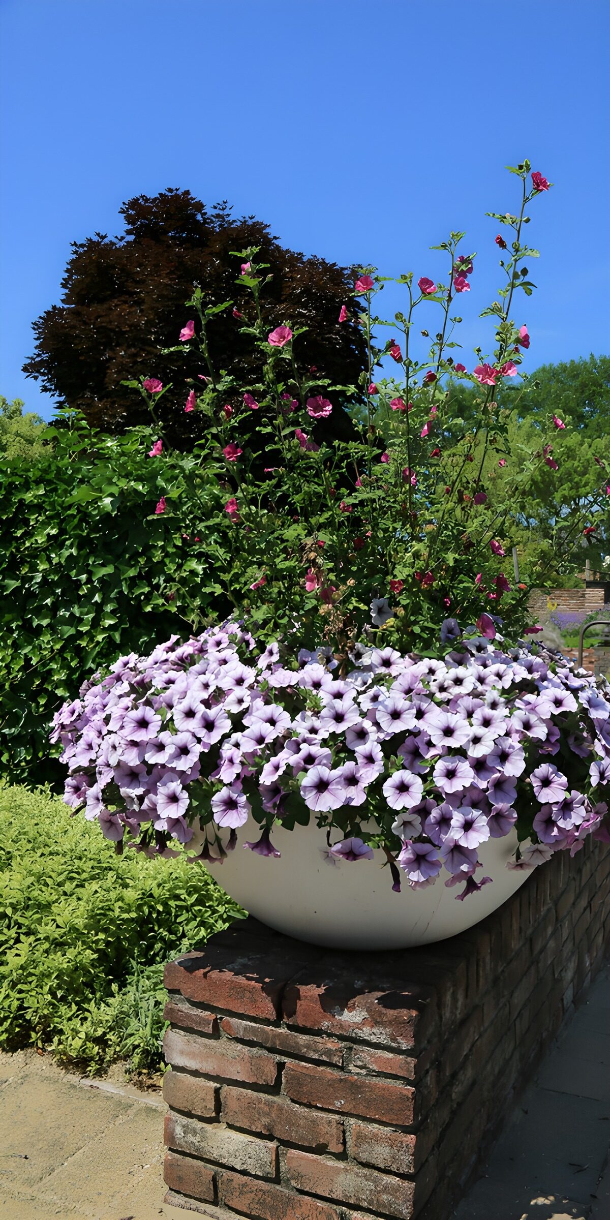 CW1125647: Prachtige bloempot met petunia's