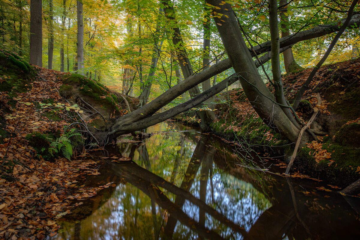 Rustige beek in het herfstbos