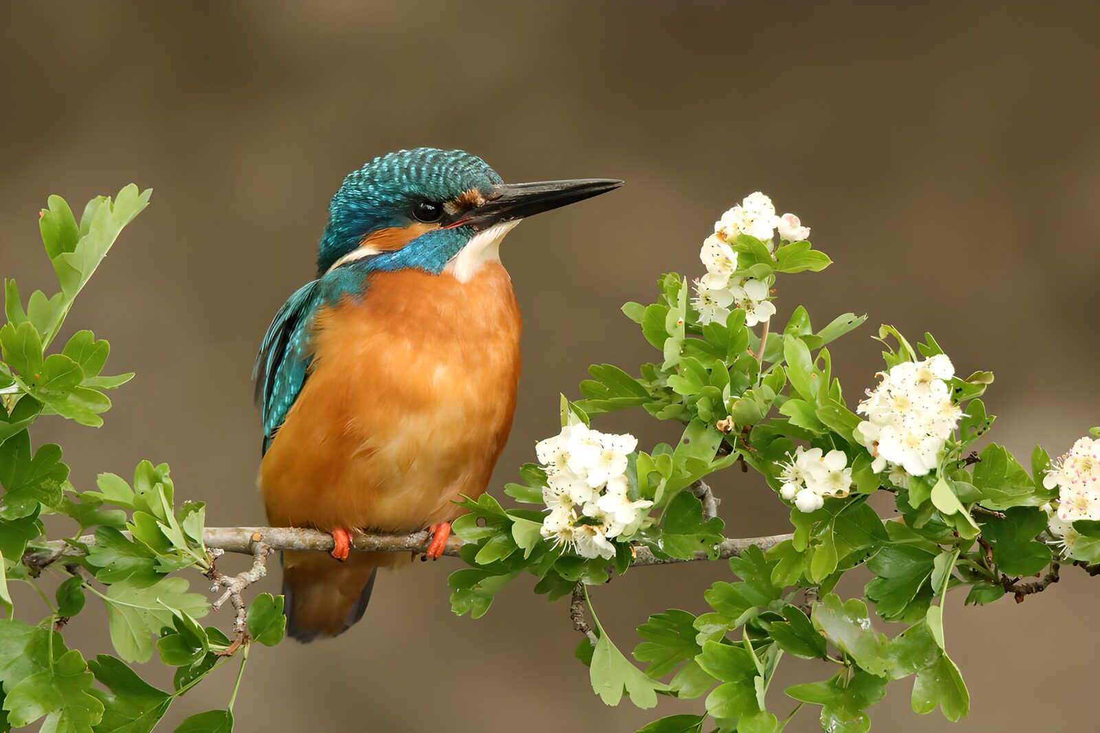 CW6296965: IJsvogel op bloeiende tak
