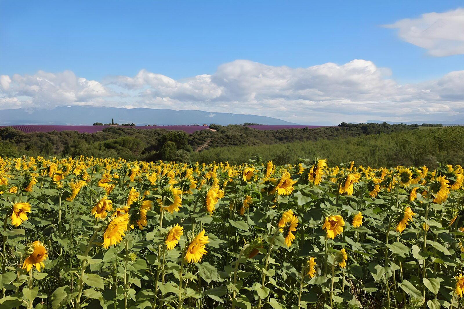 CW3648492: Zonnige Zonnebloemenvelden in de Natuur