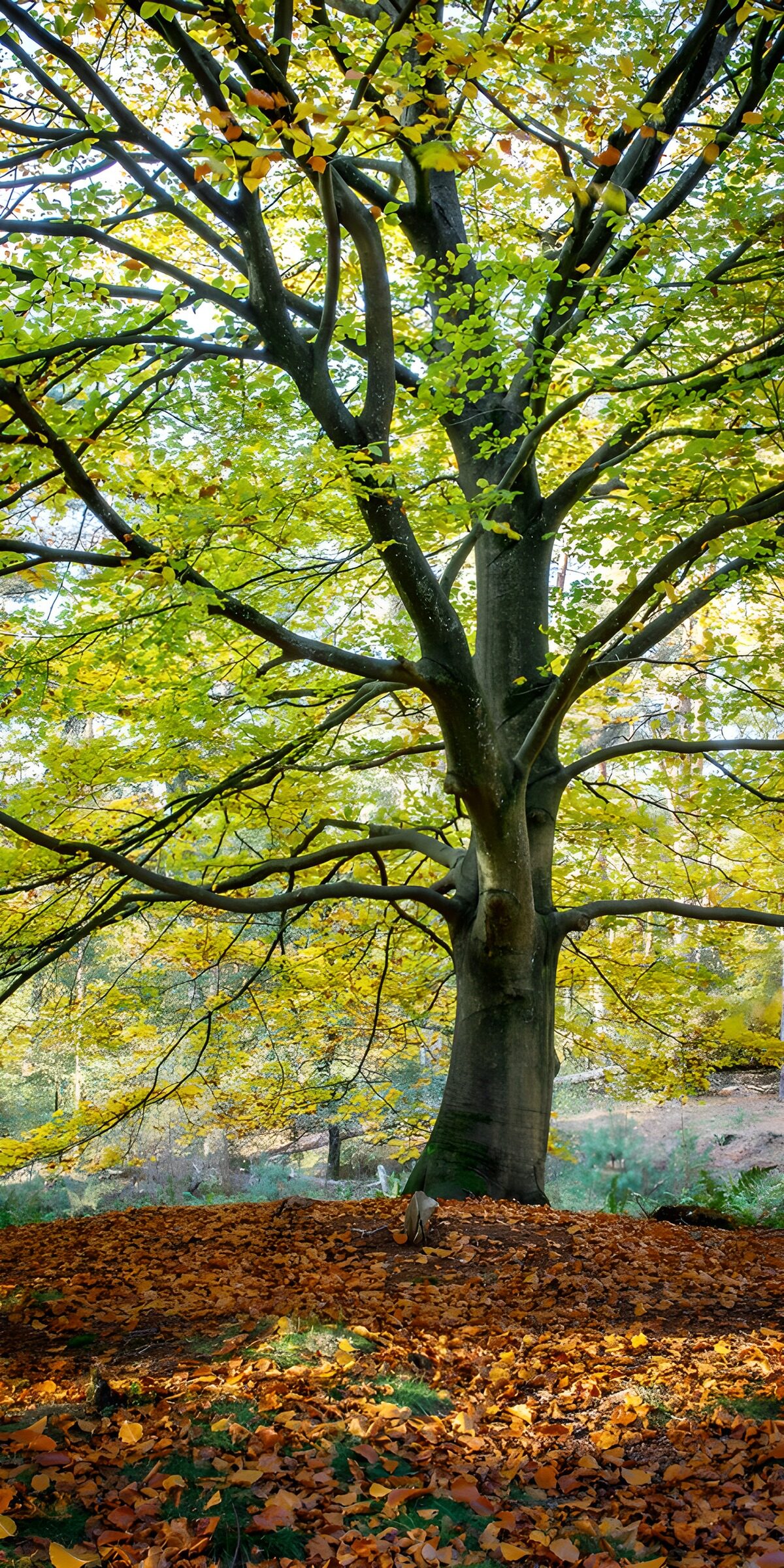CW9173910: Prachtige boom in herfstkleuren