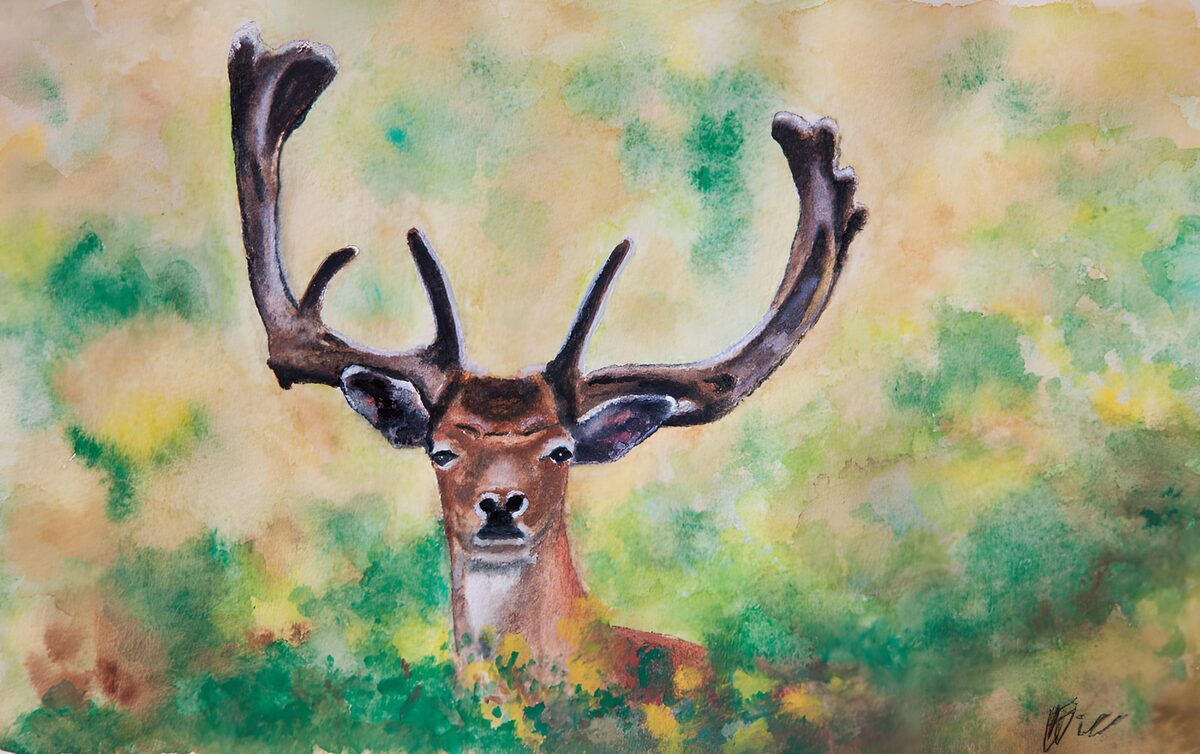 Majestueuze herten in de natuur