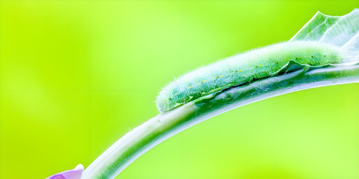 Gladde rups op een groene tak