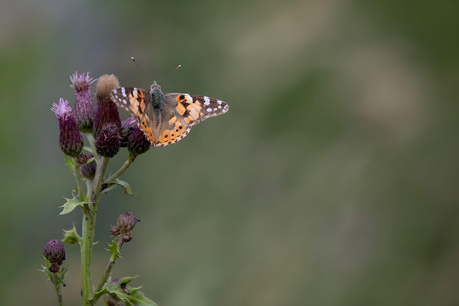 CW4512402: Mooie vlinder op bloeiende distel