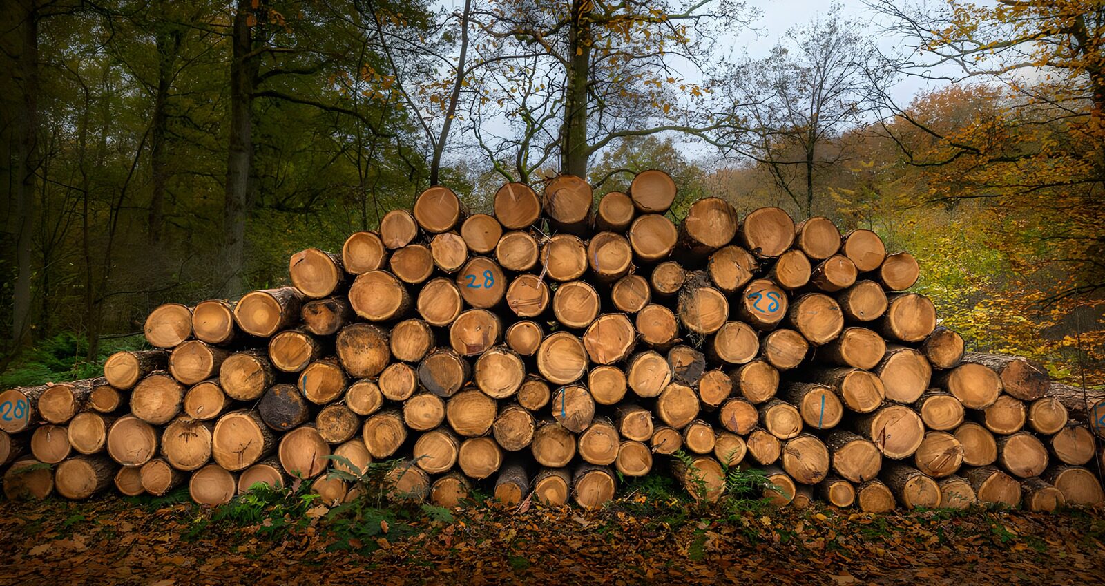 CW8064266: Gestapelde Houten Stammen in het Bos