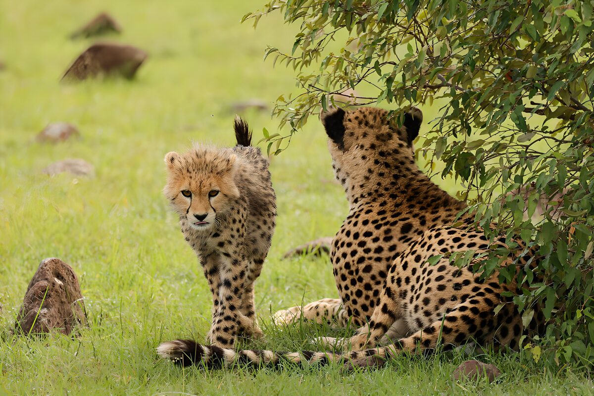 Kijkje in het leven van cheeta's