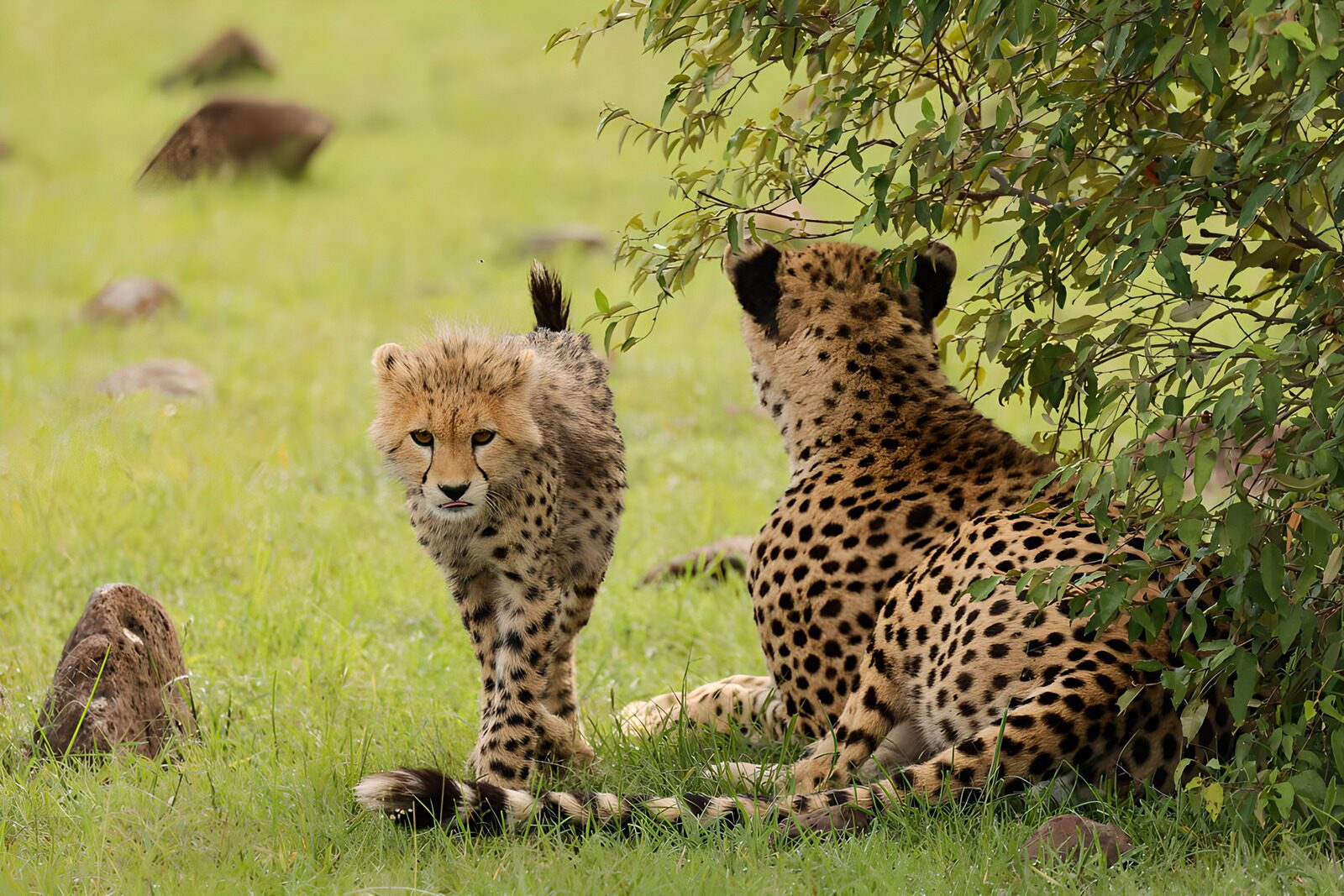 CW4072843: Kijkje in het leven van cheeta's