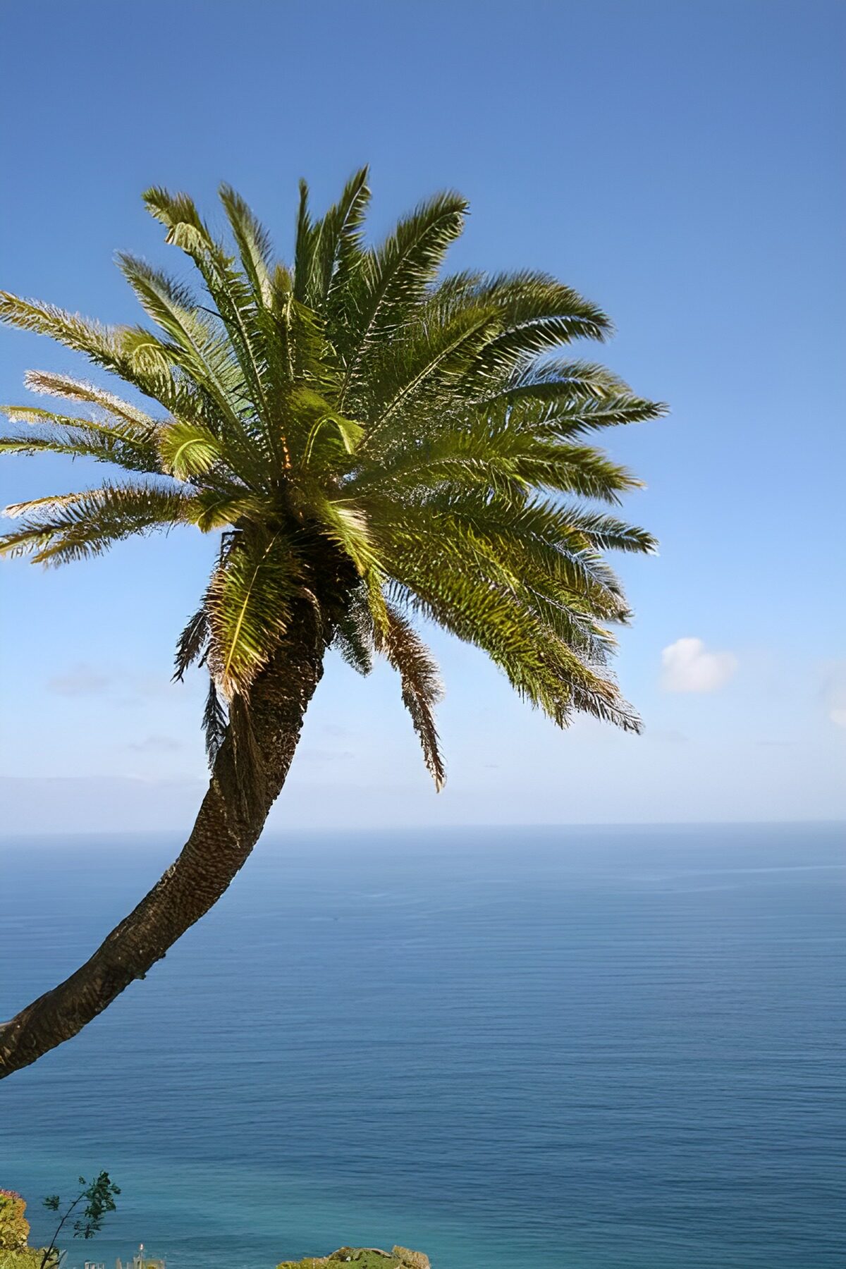 Palmboom boven de oceaan