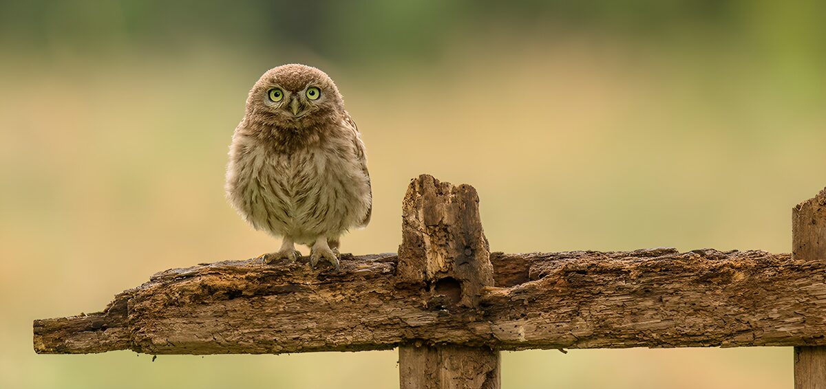 Schattige kleine uil op een tak