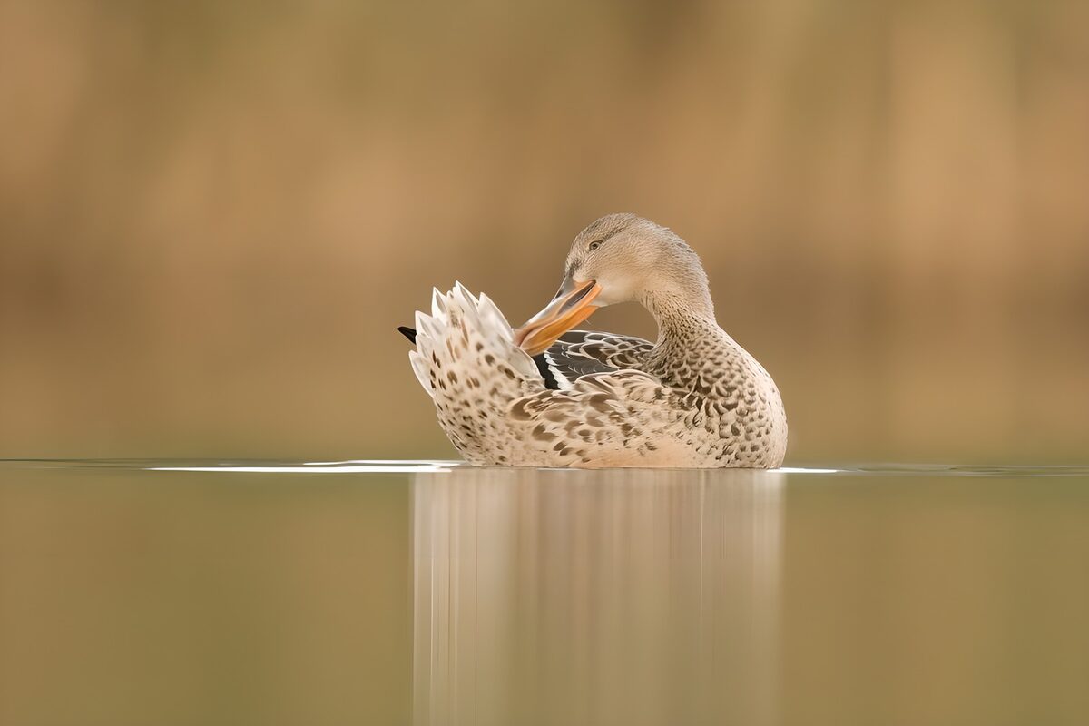 Moedereend aan het water