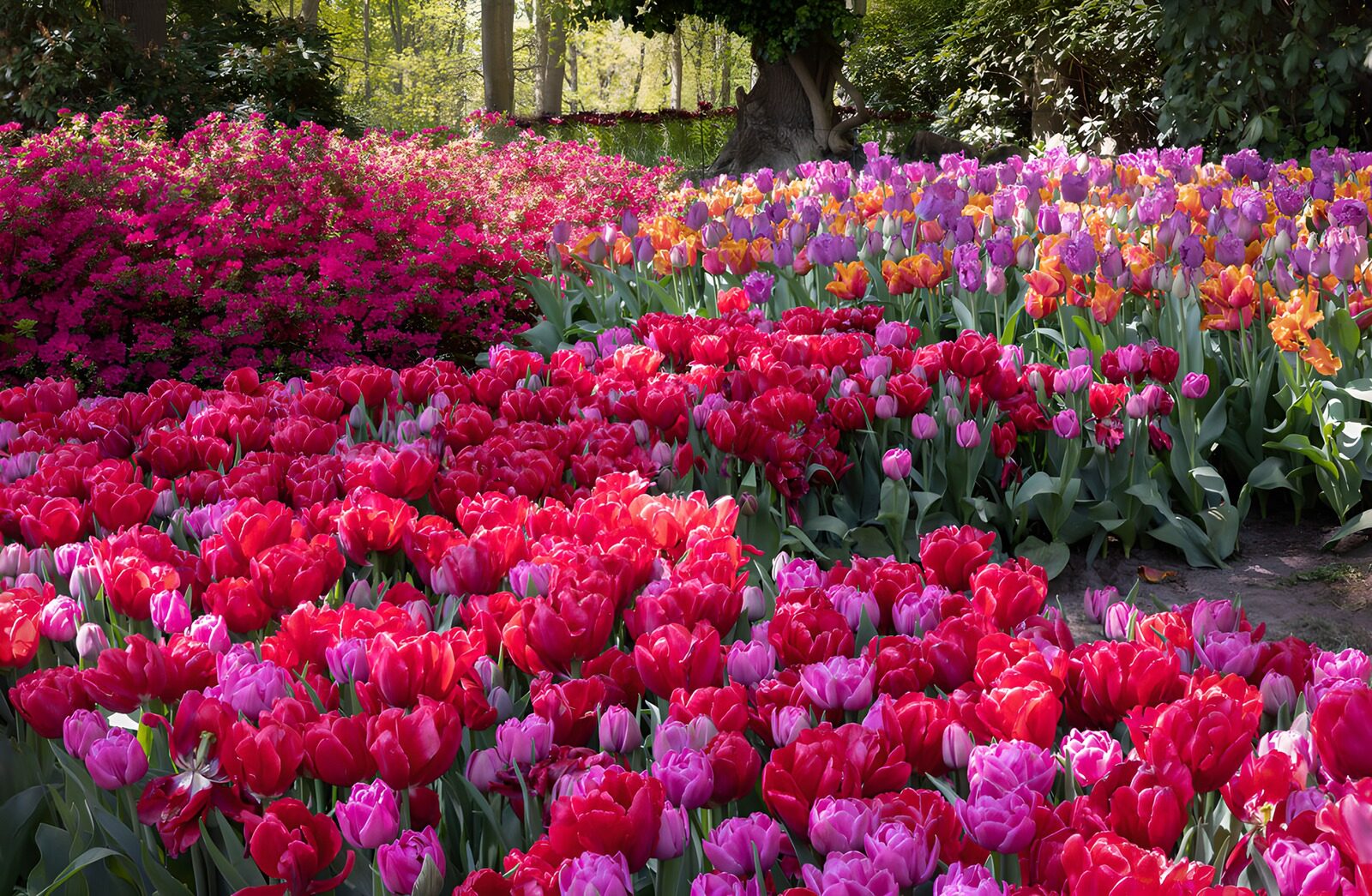 CW9426300: Kleurrijke tulpen in volle bloei