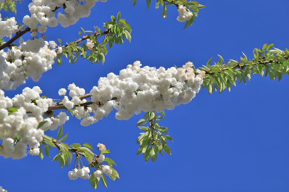 Witte Bloesems Tegen een Helderblauwe Lucht