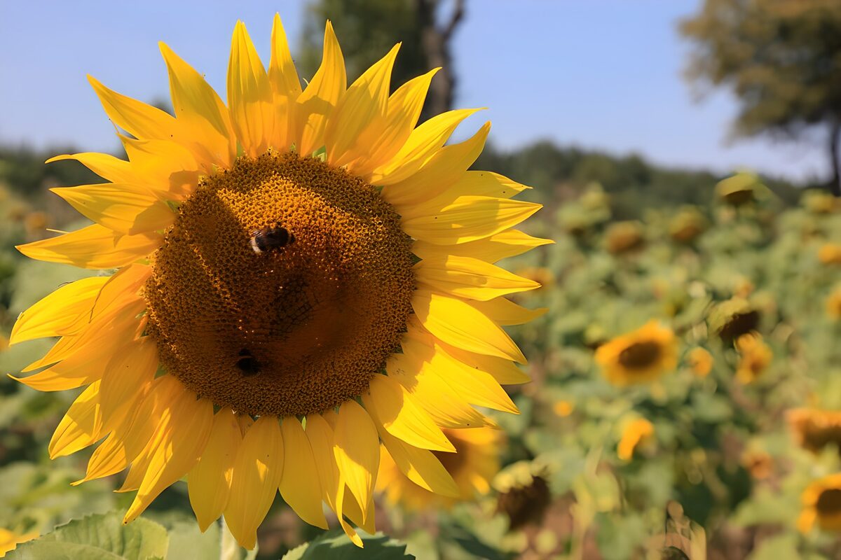 Zonnige Zonnebloem in een Bloemenveld