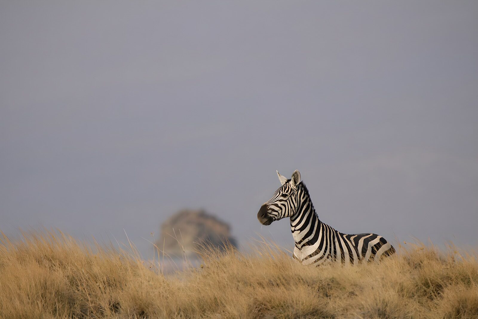 CW9019979: Rustende zebra in het gras