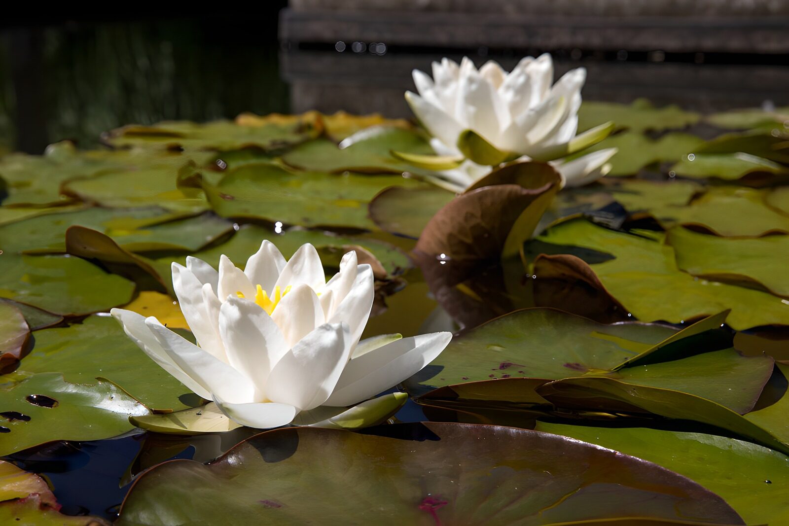 CW9289913: Prachtige waterlelies in volle bloei