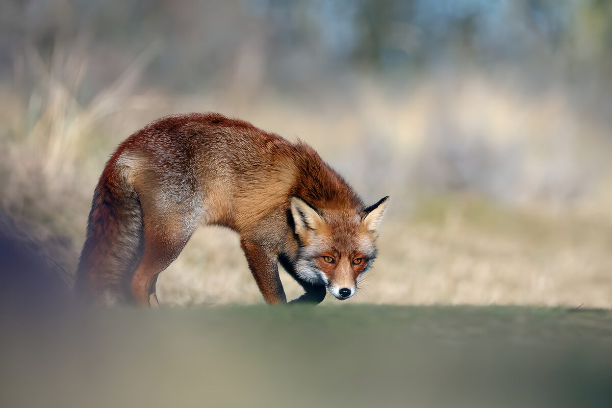 Slimme vos in het wild