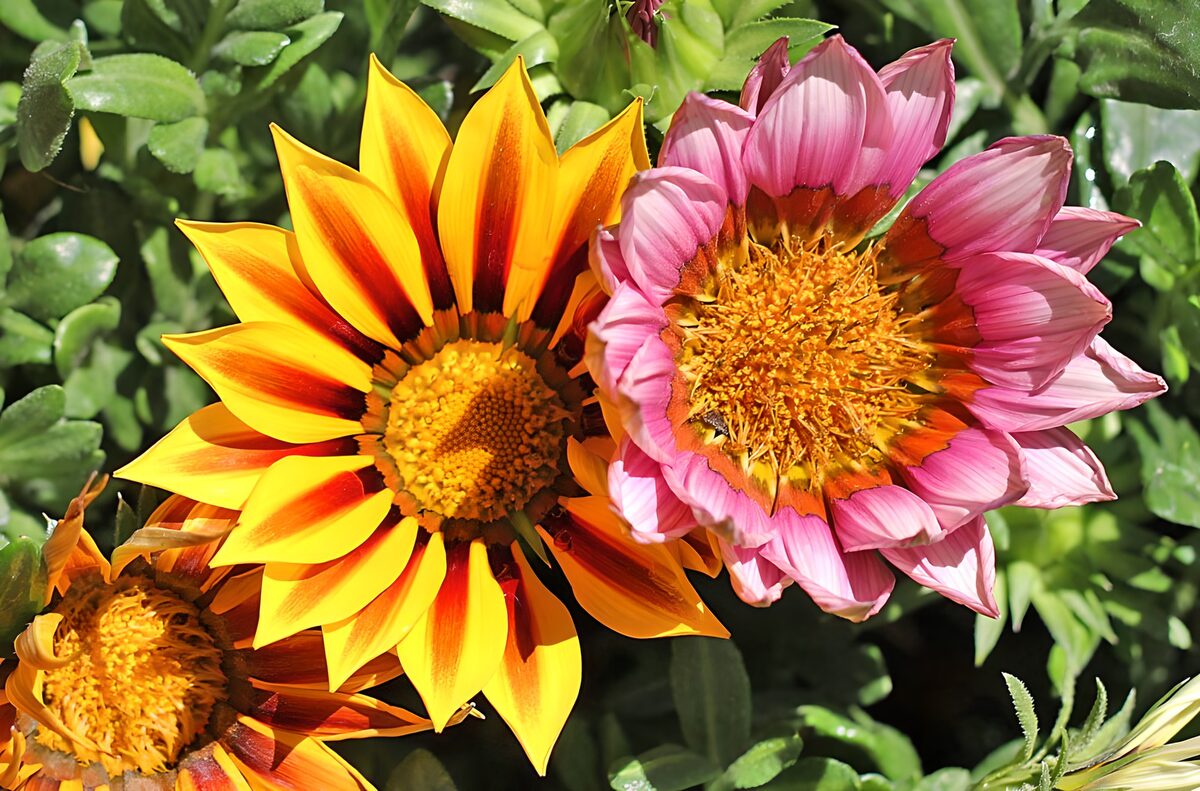 Kleurrijke bloemen in volle bloei