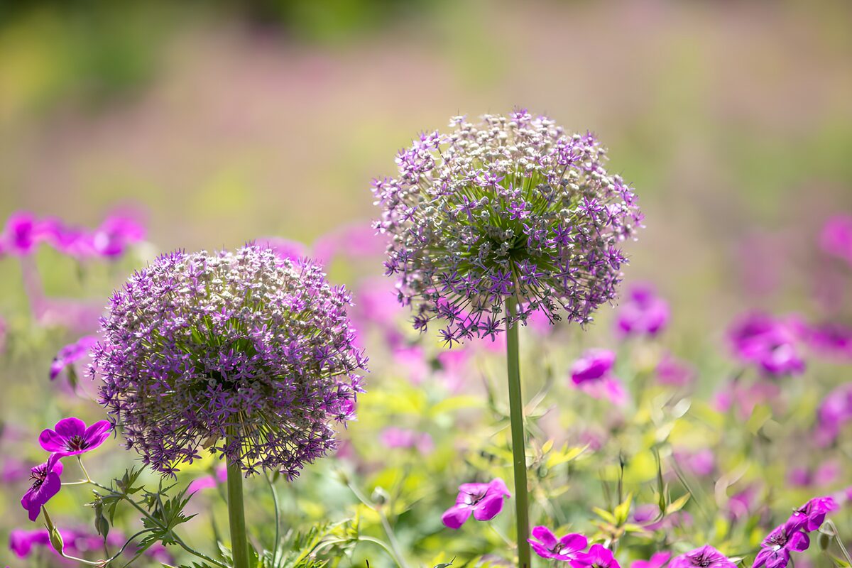 Paarse bloeiende bollen tussen mooie bloemen