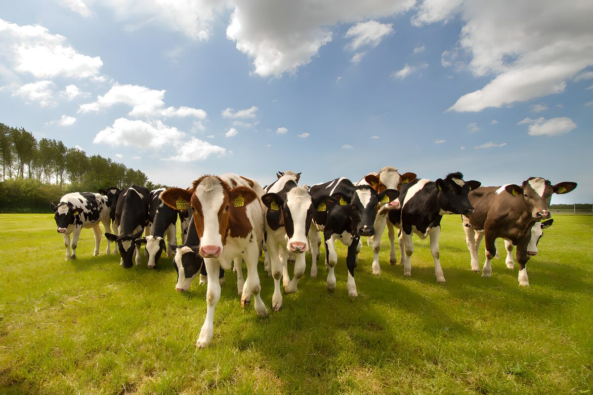 Groep koeien op een groene weide