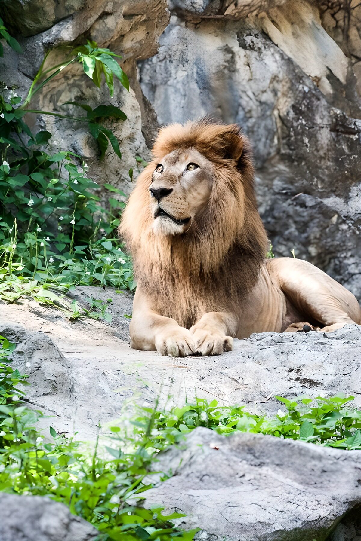 Majestueuze Leeuw in de Natuur