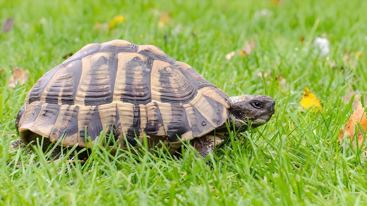 Schildpad op groen gras